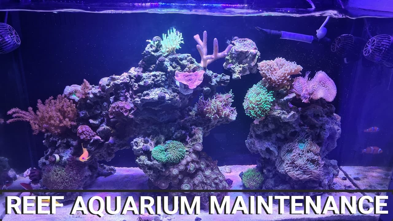 View of Reef Aquarium Maintenance | Redhill
