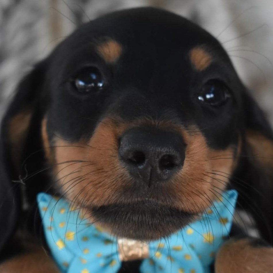 sweet dream... - DreamTime Mini Dachshunds. NSW. Australia | Facebook