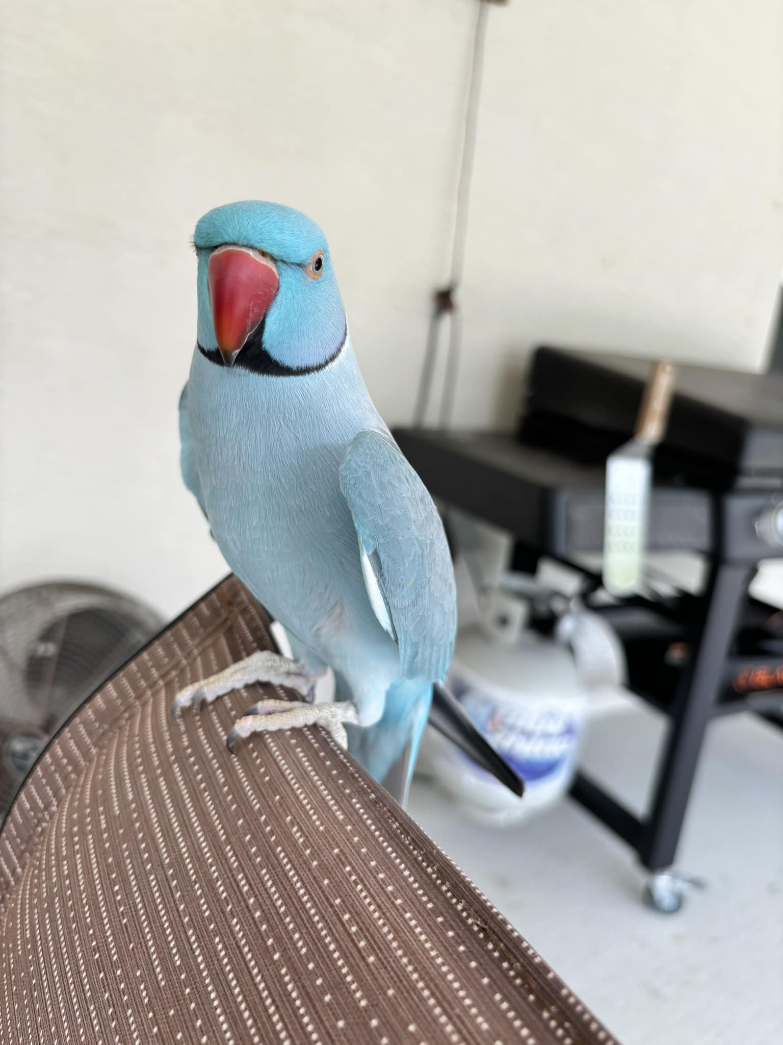 Lost blue Indian Ringneck parrot named Milo in Rockledge