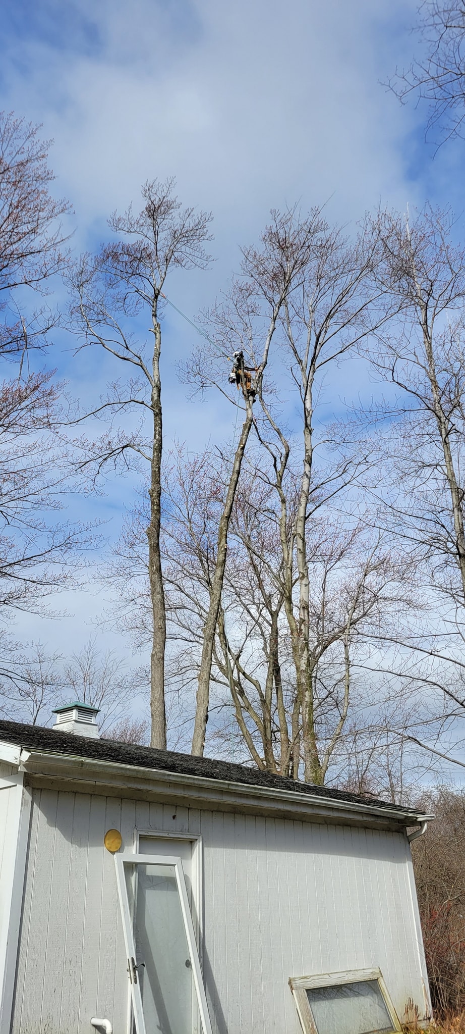 Al's Tree Service Llc. | Lake County OH