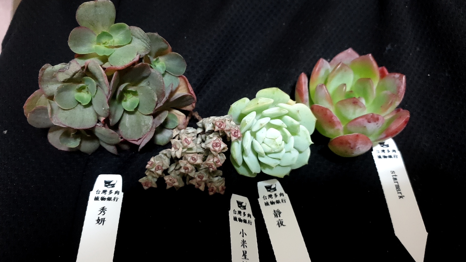 台灣多肉植物銀行 全台宅配 Home Facebook