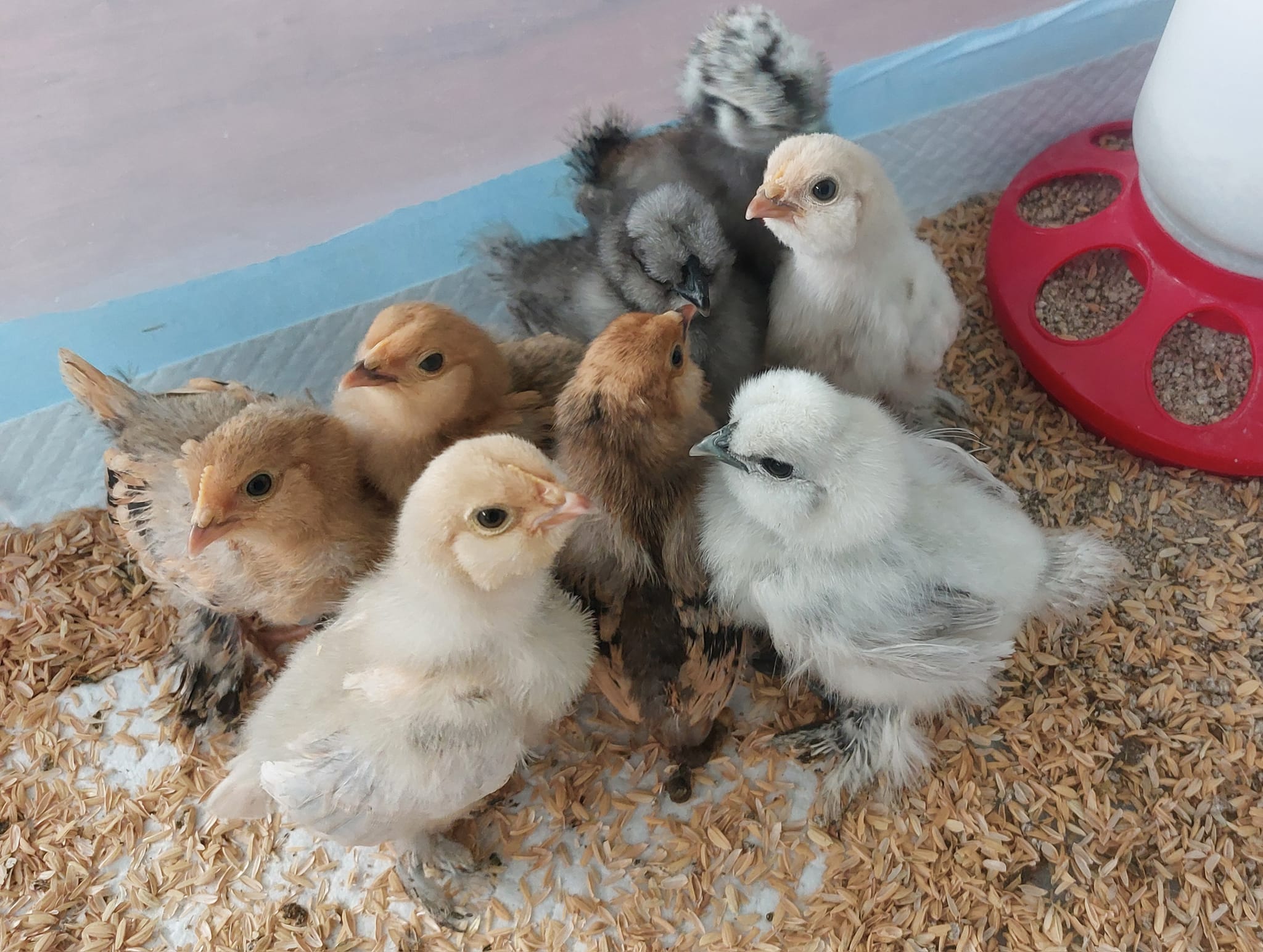 Hatching at Home
