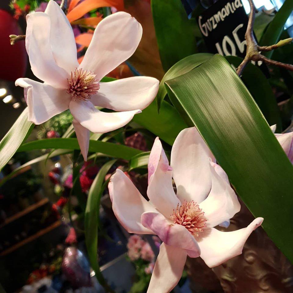 Gubben & Gummans... - Gubben & Gummans Blomstrande Gårdsbutik