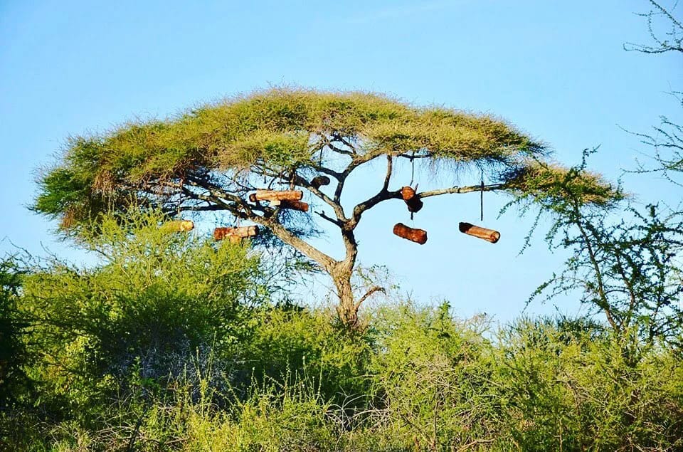 Honey - Loibor Serrit, Manyara, Tanzania 🇹🇿 @sambeah A traditional log ...