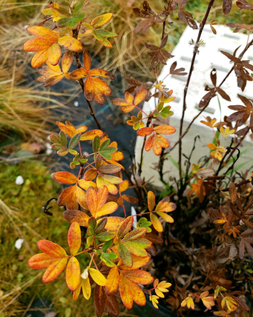 Colorado State Forest Service Nursery | Fort Collins CO