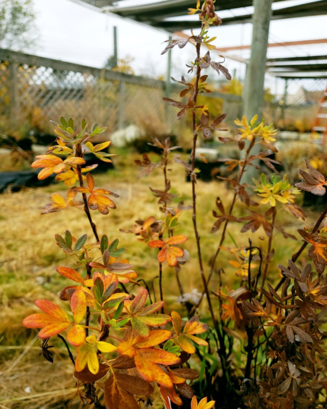 Colorado State Forest Service Nursery | Fort Collins CO