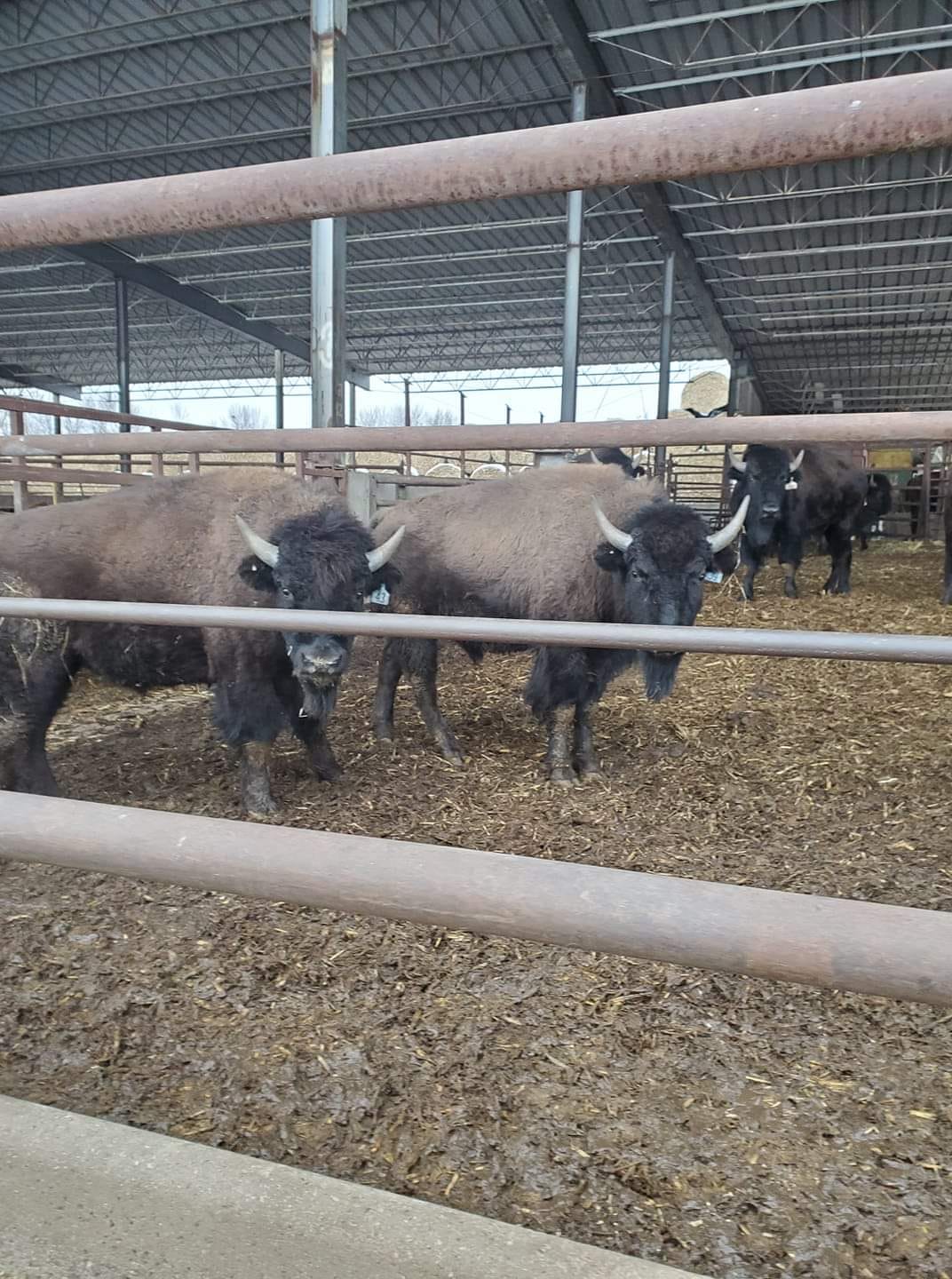 Ourada Cattle Company - Hello all, Changes are happening to our bison ...