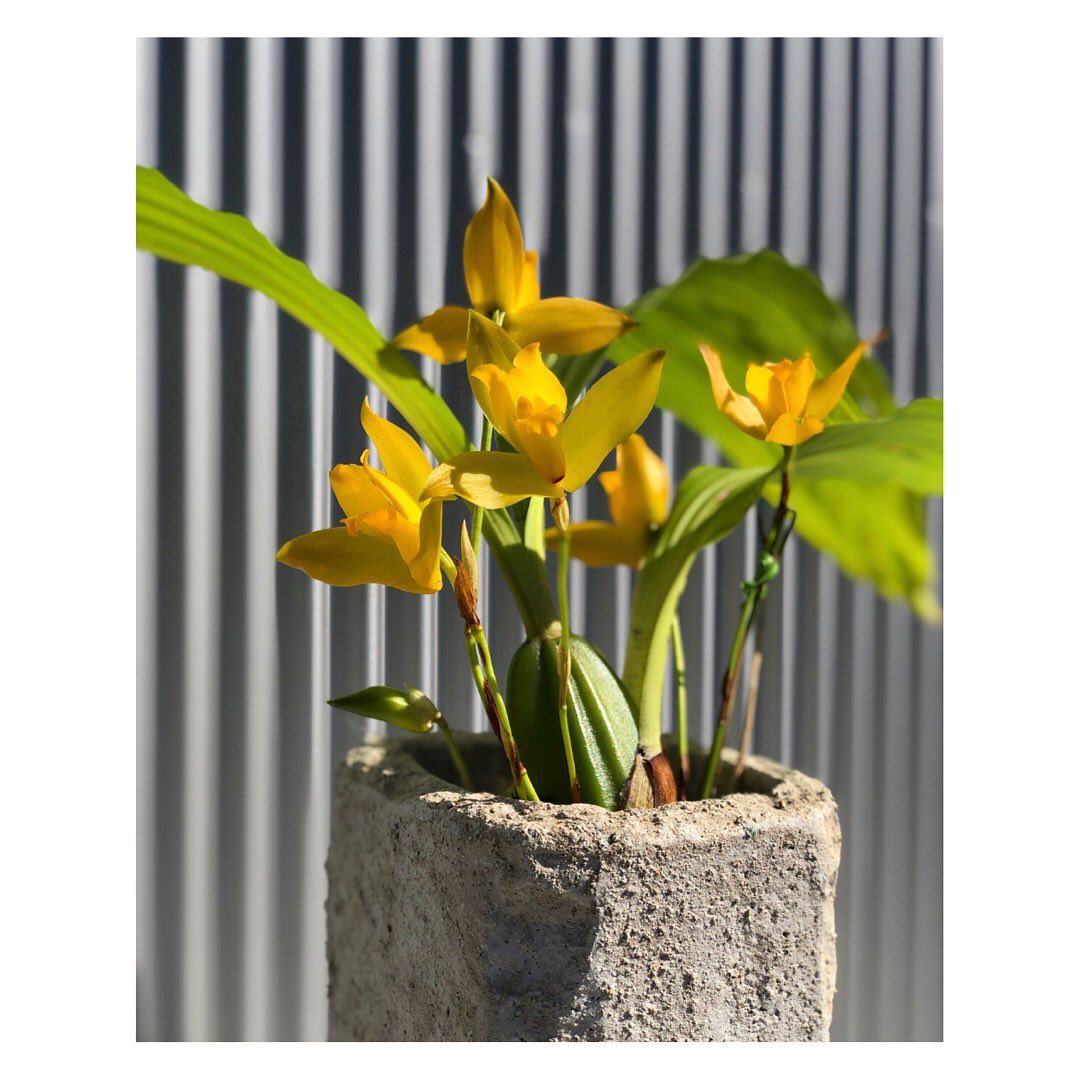 Bilbergia ビルベルギア　Tinkerbell ティンカーベル Billbergia Tinkerbell ビルベルギア ティンカーベル 子株 観葉植物