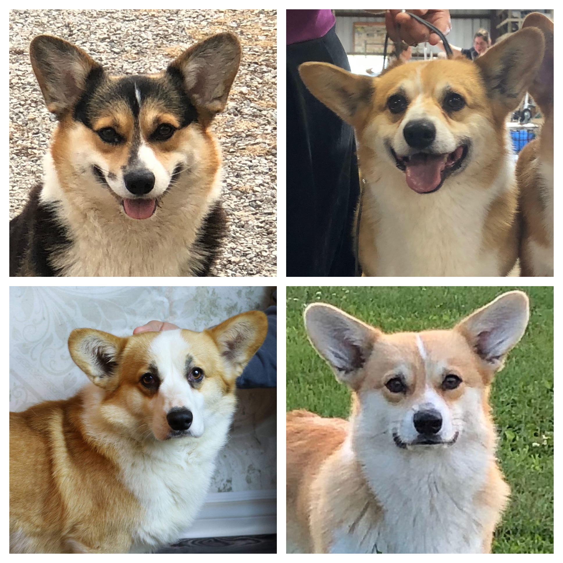 Buckeye Corgi