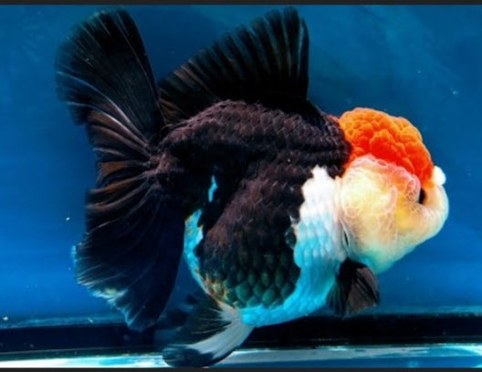 DAVAO GOLDFISH LOVER | c1 take all ryukin indo line catalunan grande ...