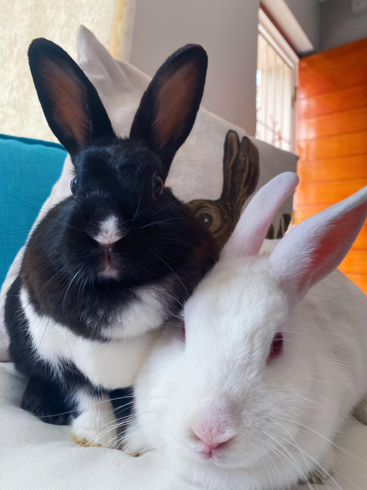 🥰 *ADOPTED* 🥰 Meet the lovely... - Noordhoek Bunny Rescue