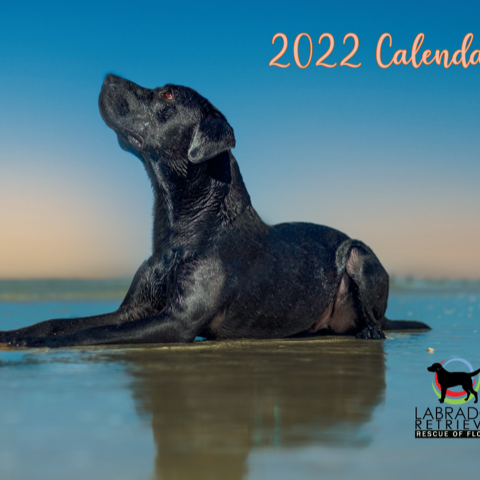 Labrador Retriever Rescue of Florida -Tampa District
