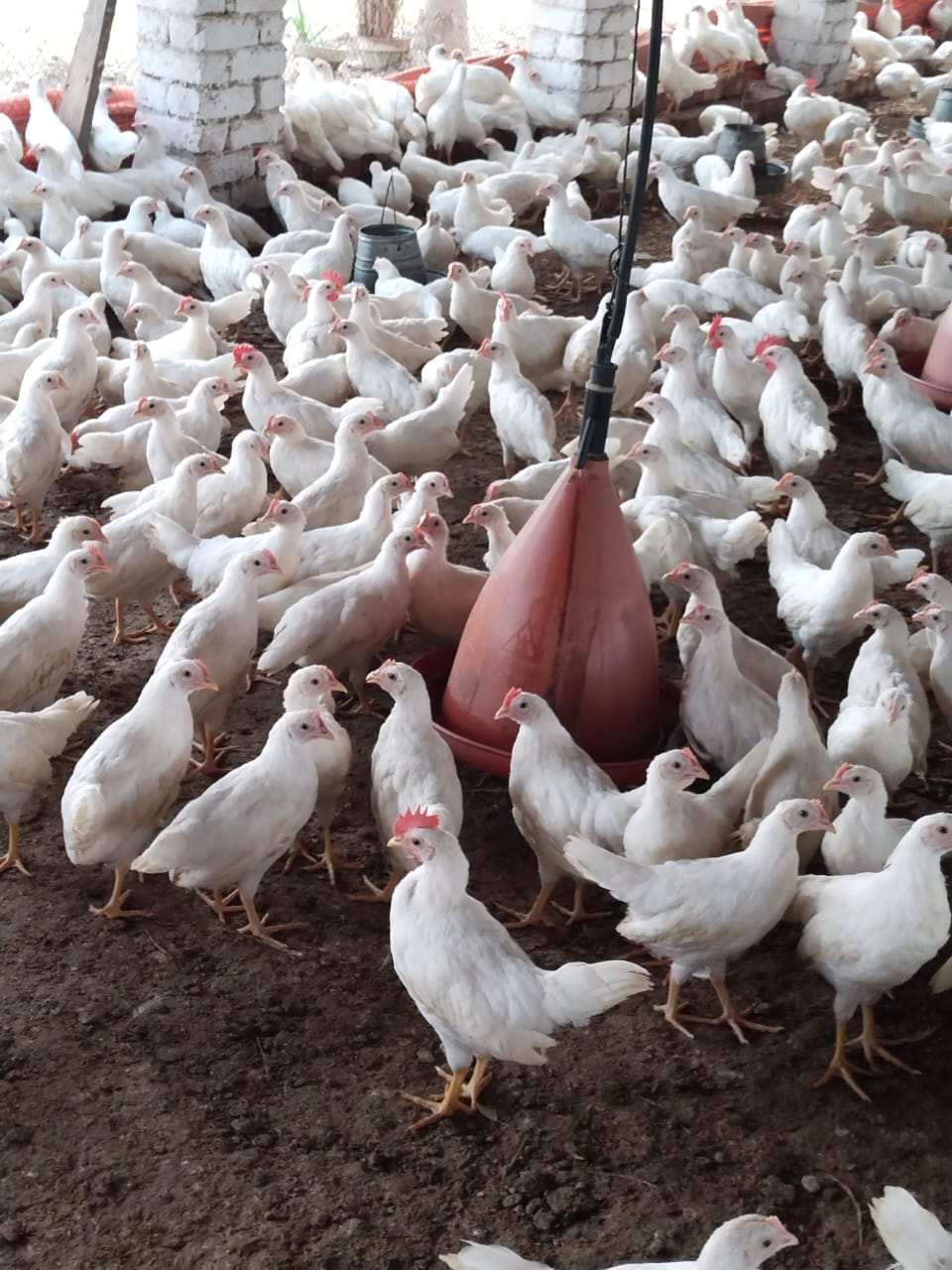 Poultry Farming Guide and Discussion Forum | Facebook