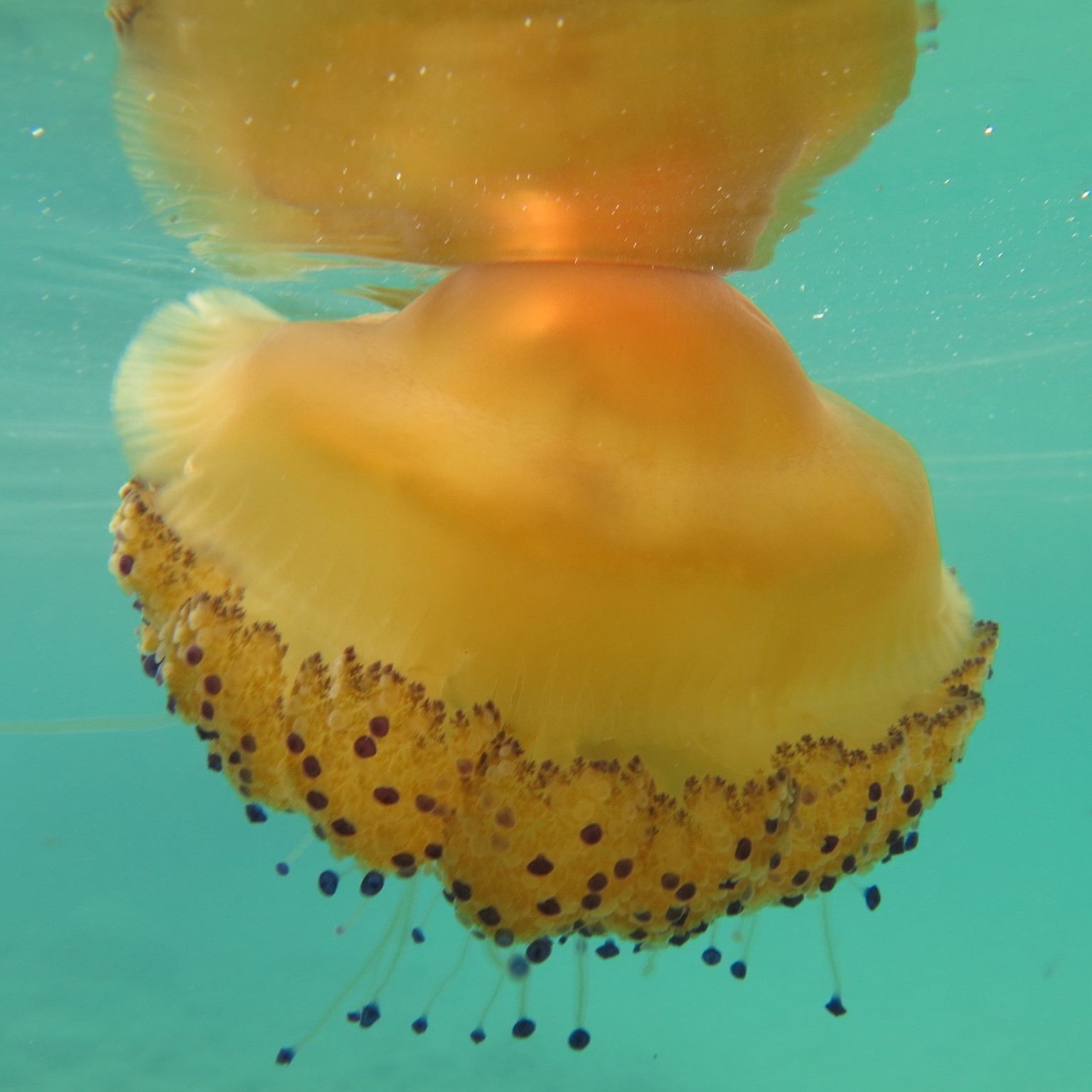 Sea Life Science - On fire! Tmissux! Don’t be fooled by its beautiful ...
