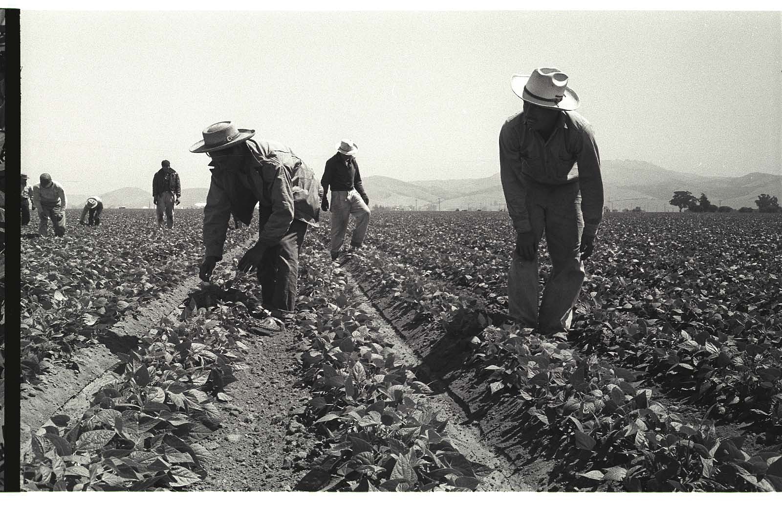 The Bracero program... - National Museum of American History