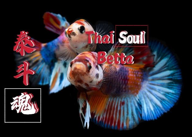 泰斗魂 Thai Soul Betta