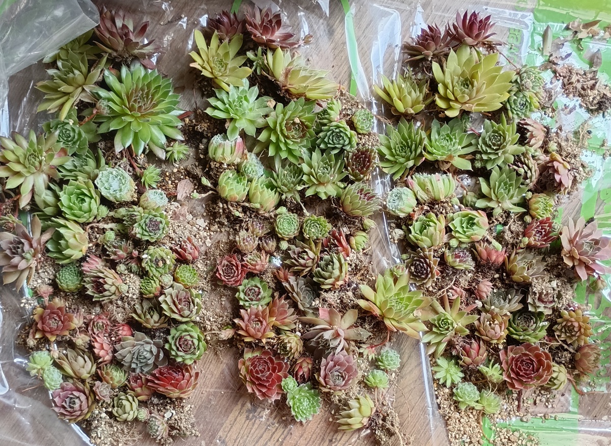 柱サボテン?✨️鬼面角✨️が開花しました。 夜咲くので、仕事から 