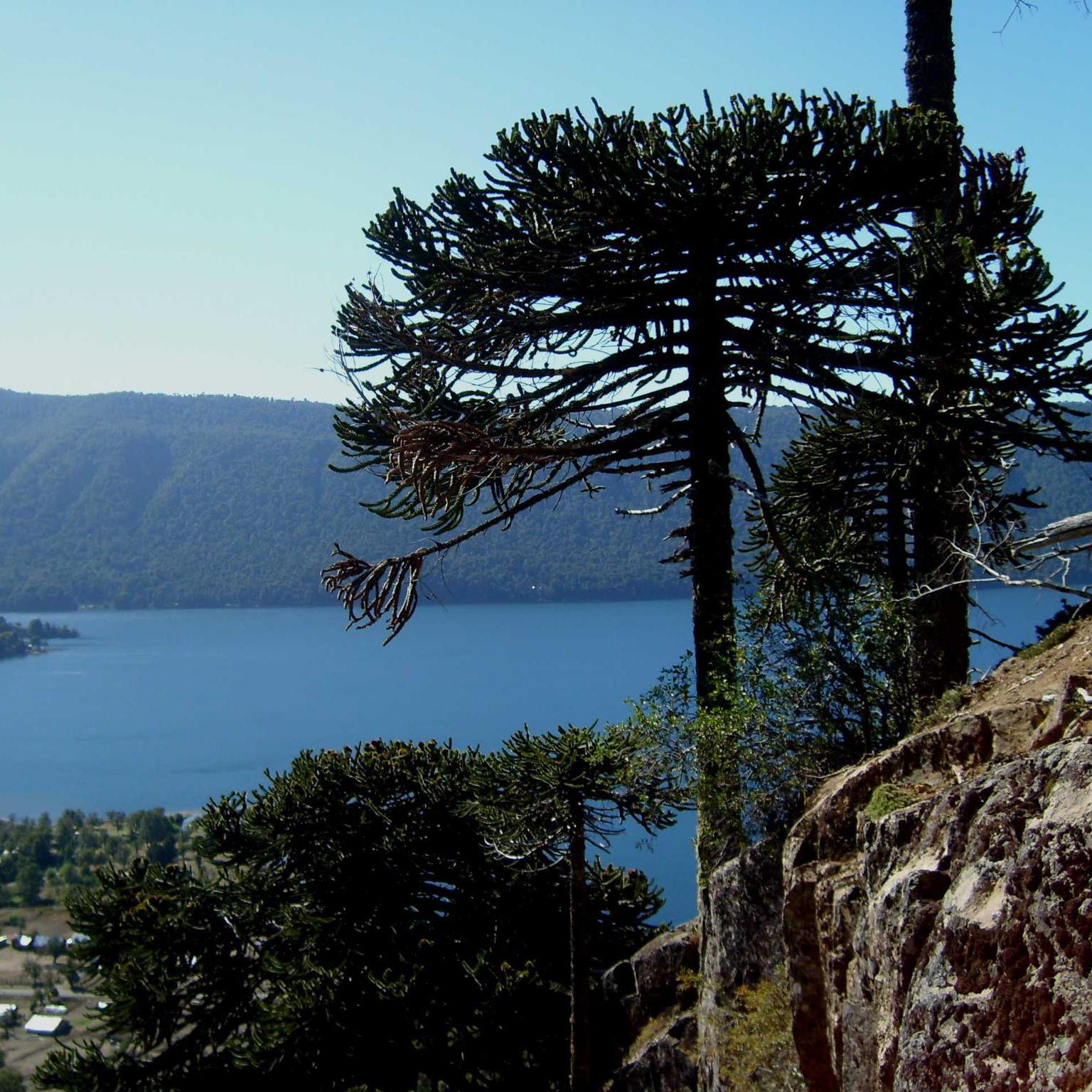 Cóndor andino en Bariloche. 🇦🇷 Símbolo de libertad, grandeza y conexión ...