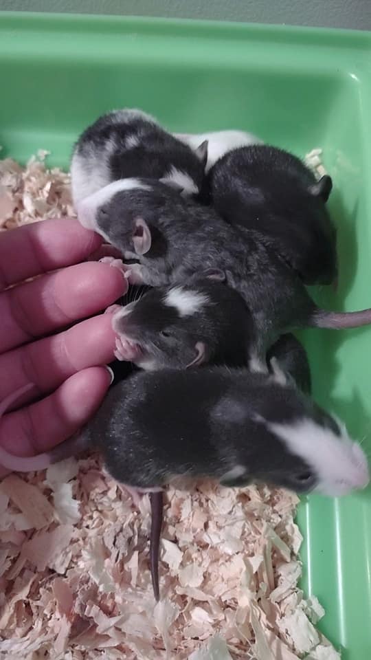 Tiny Toes and Tails Rattery... - Tiny Toes and Tails Rattery