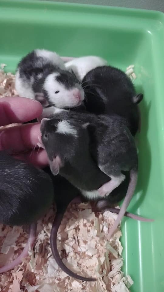 Tiny Toes and Tails Rattery - I am so excited about the upcoming ...