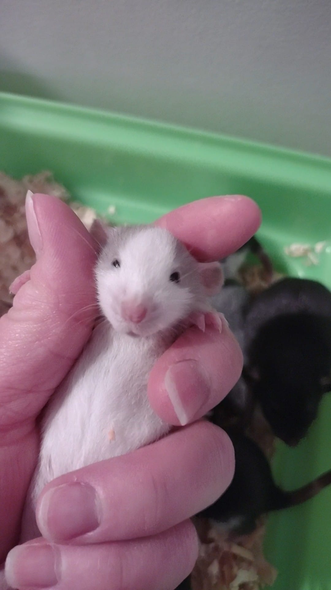 Tiny Toes and Tails Rattery - I am so excited about the upcoming ...