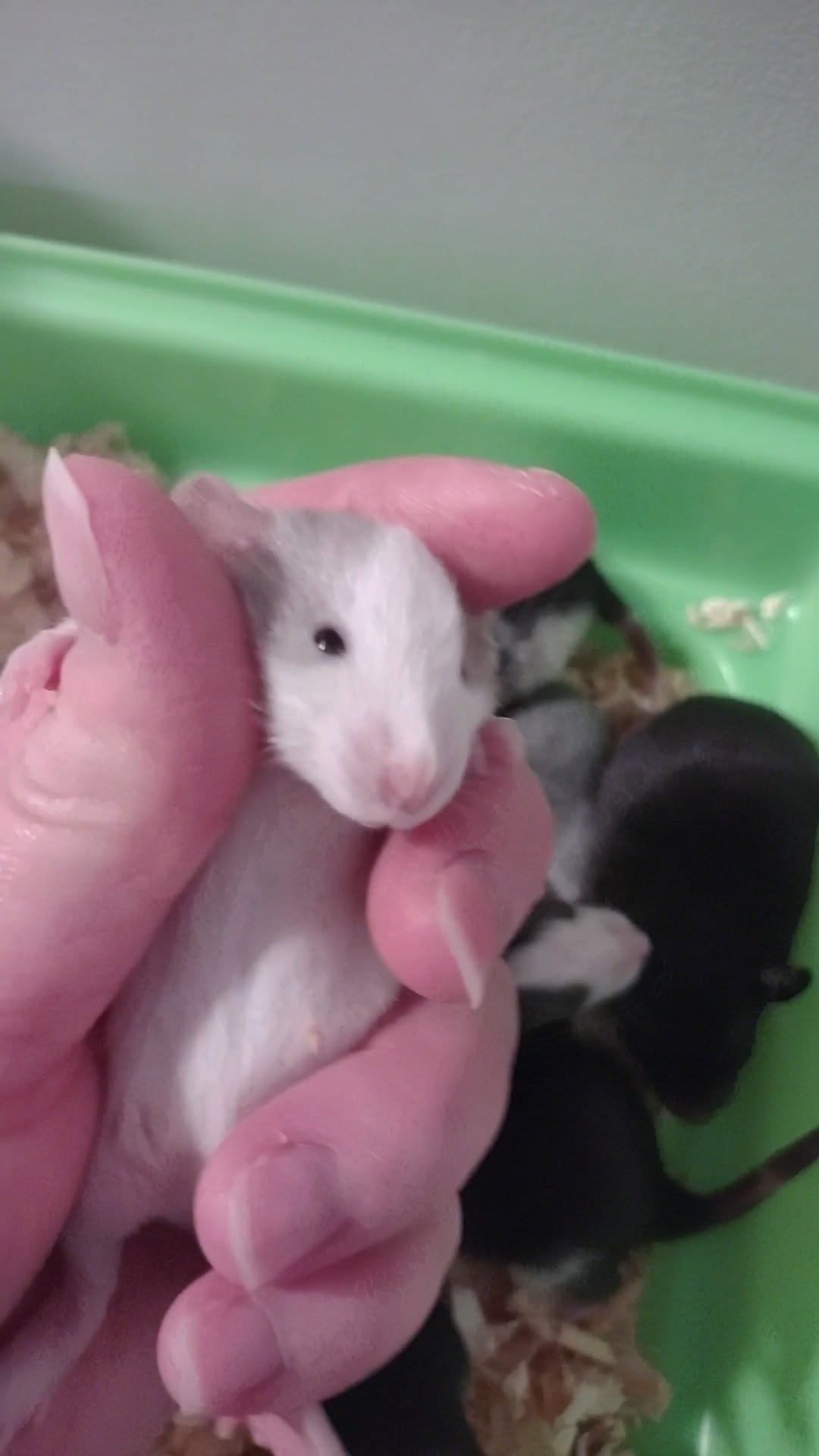 Tiny Toes and Tails Rattery... - Tiny Toes and Tails Rattery