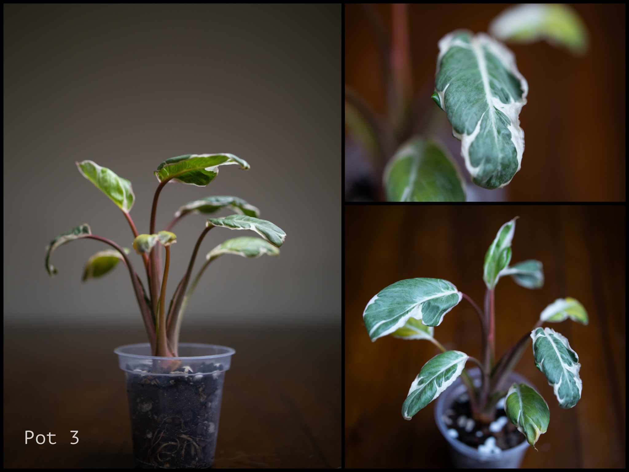 Homalomena humilis black velvet pink variegated