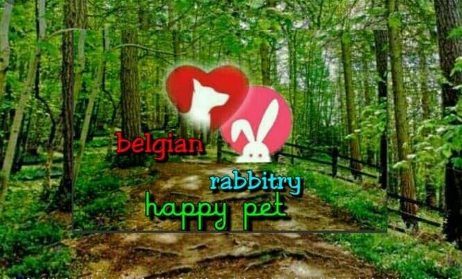 AC Rabbit Farm - AC Rabbit Farm added a new photo.
