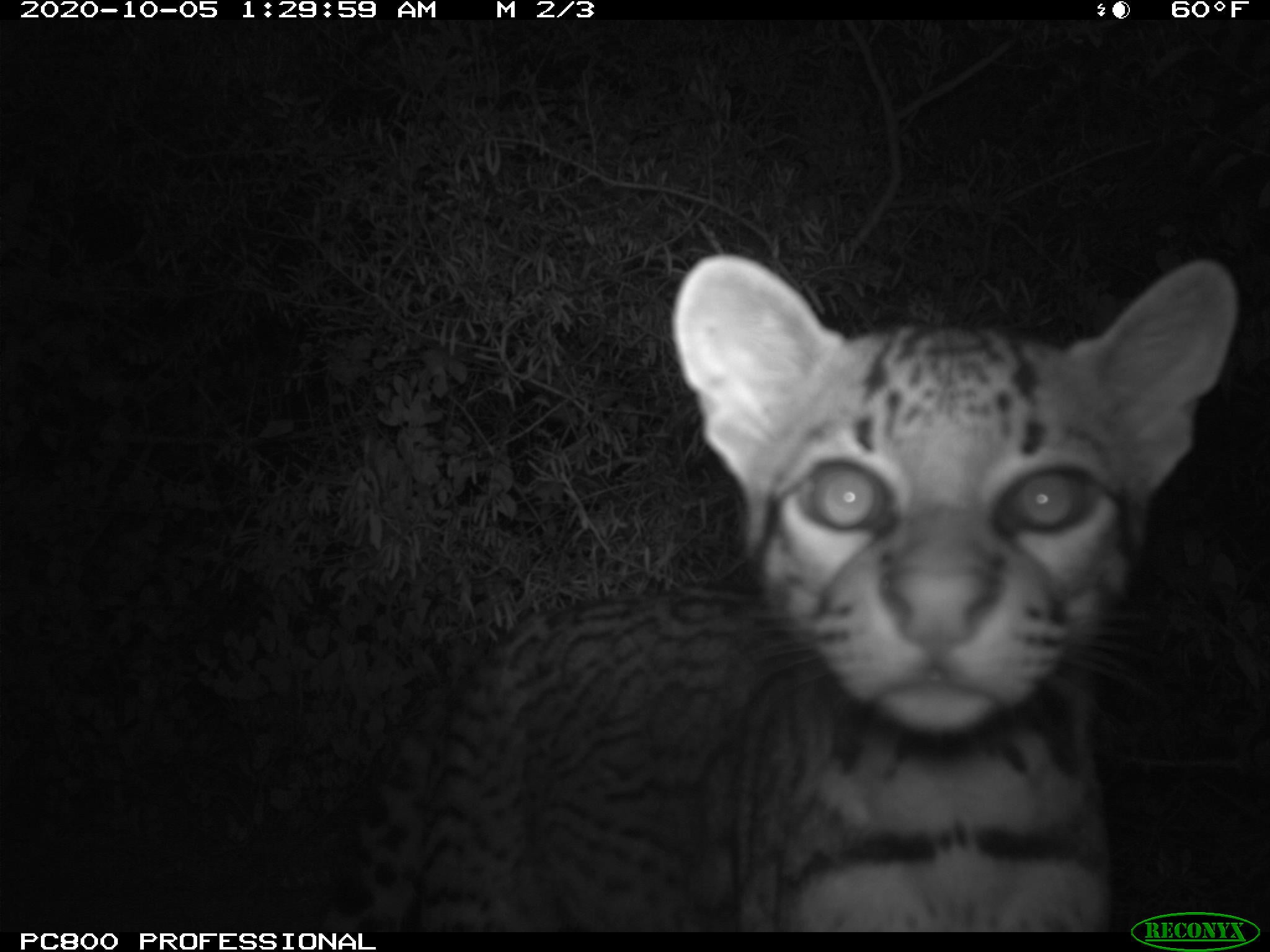 Meet the Laguna Atascosa ocelots! Every Friday we are sharing a peek at
