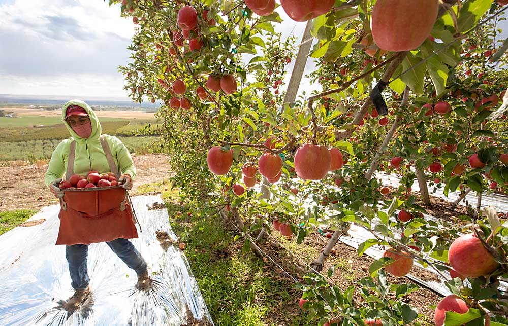2022 already? the Washington State... - Good Fruit Grower | Facebook