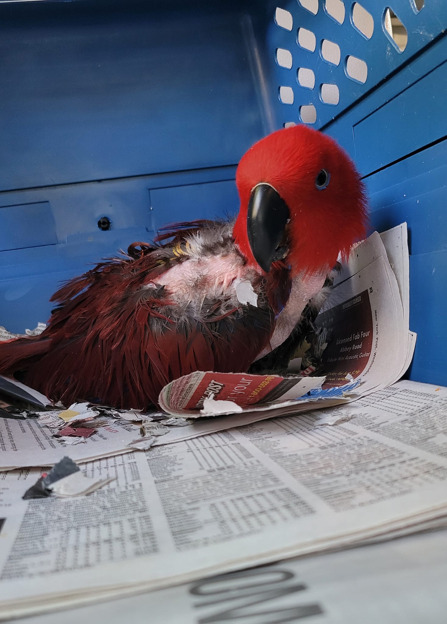 Headi... - The Icarus Foundation's Chesapeake Parrot Sanctuary