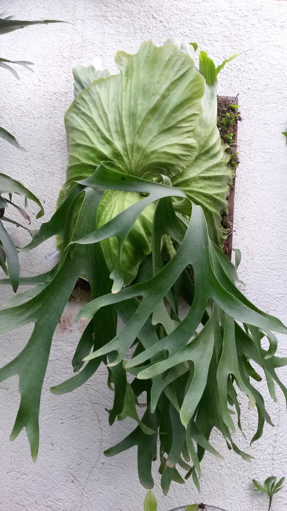Platycerium Mt. Kitshakood ( thin frond)