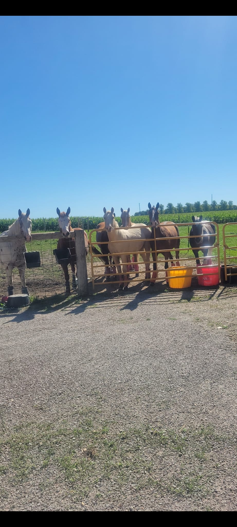 Little Boot Ranch added a new photo. - Little Boot Ranch