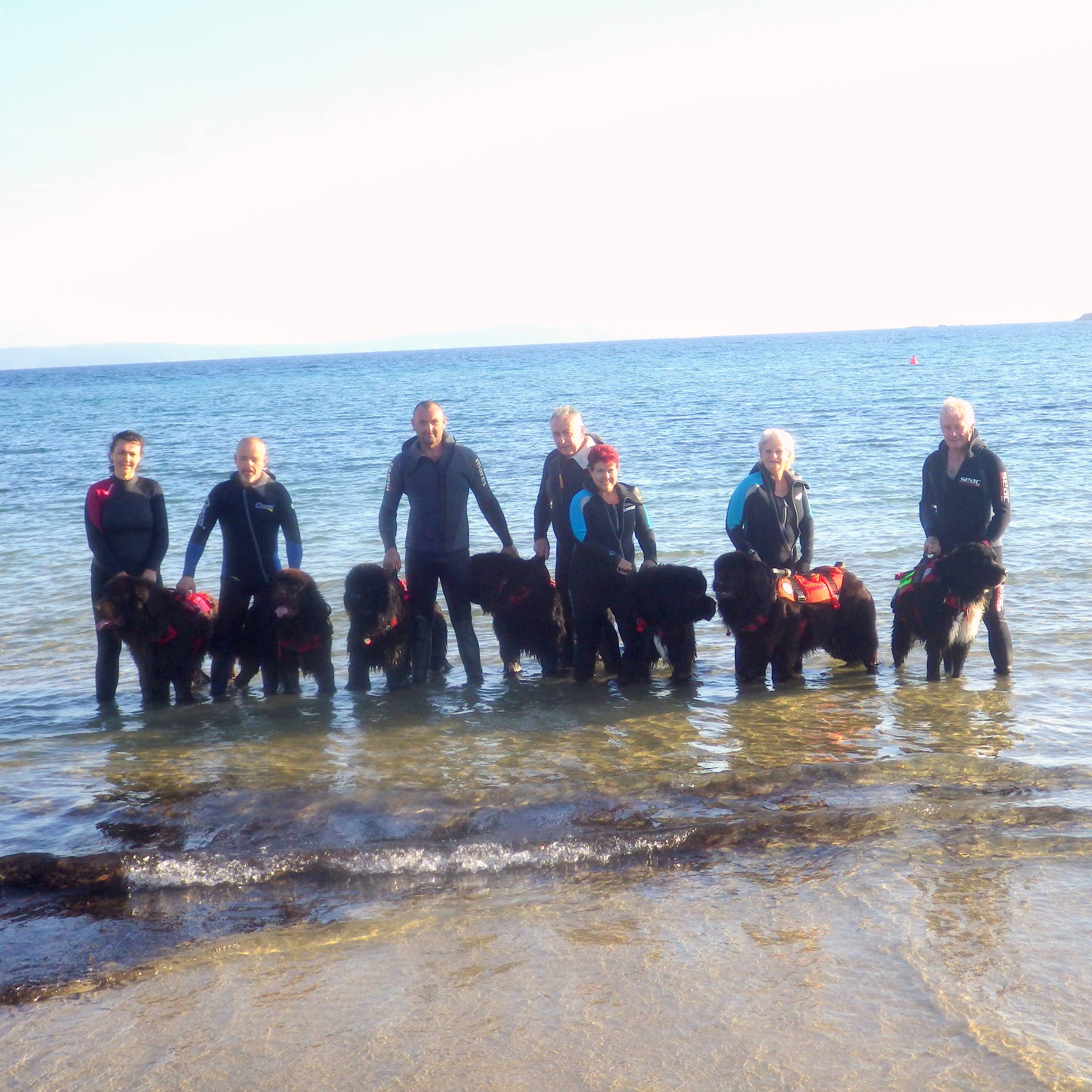 Newfie's Normandie - Education Canine au Sol, Initiation Sauvetage en ...