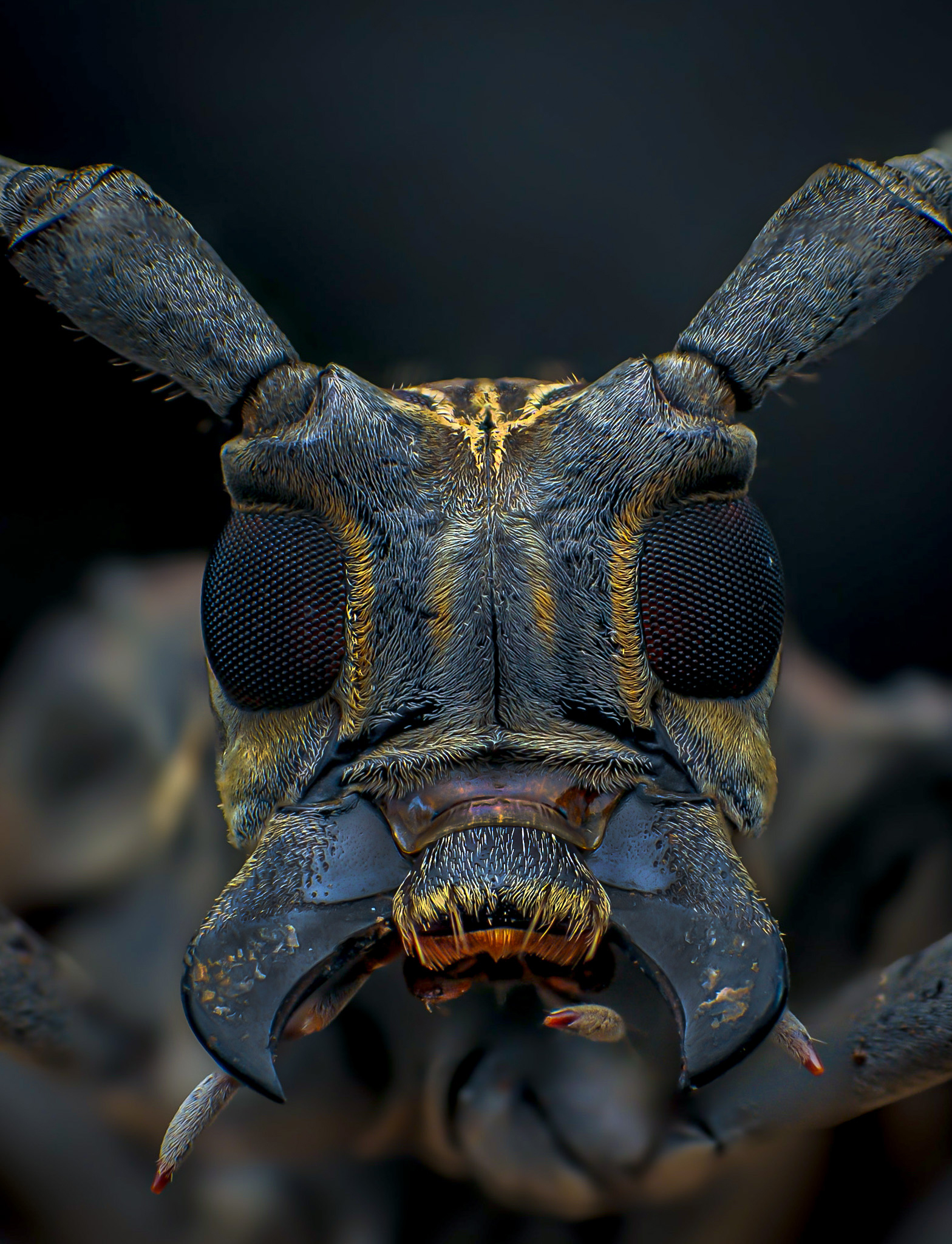 Behind the Lens - What is reverse lens macro photography?...