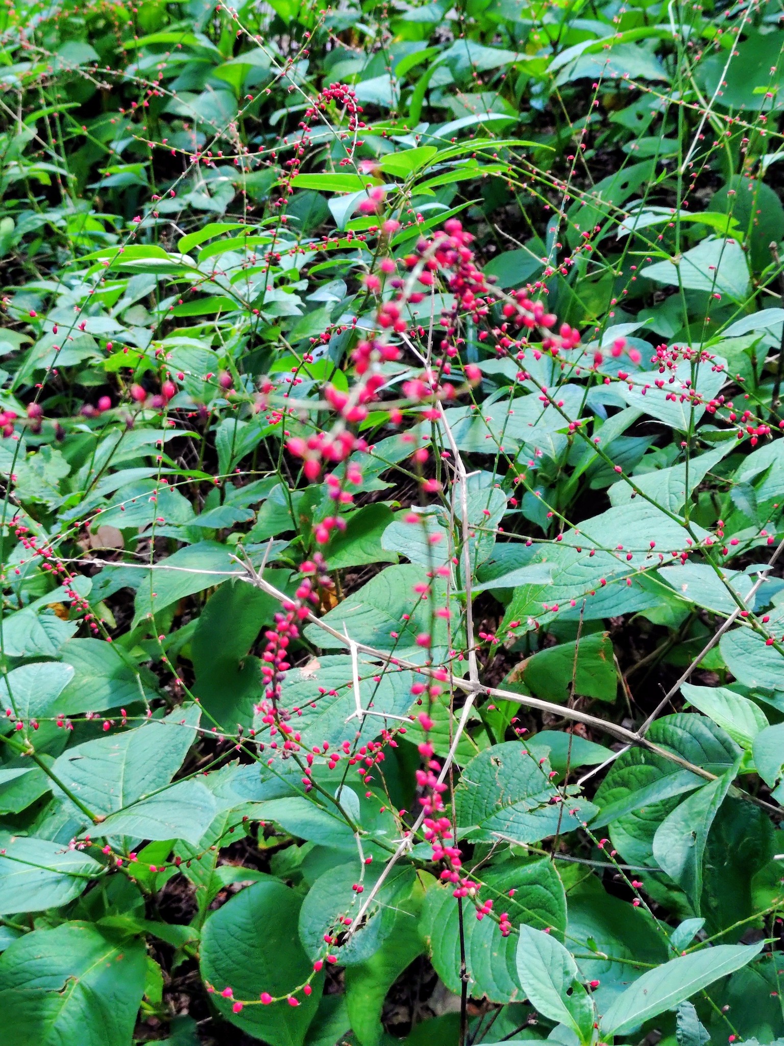 ミズヒキ草 赤いから祝儀袋の水引のイメージ Xperia