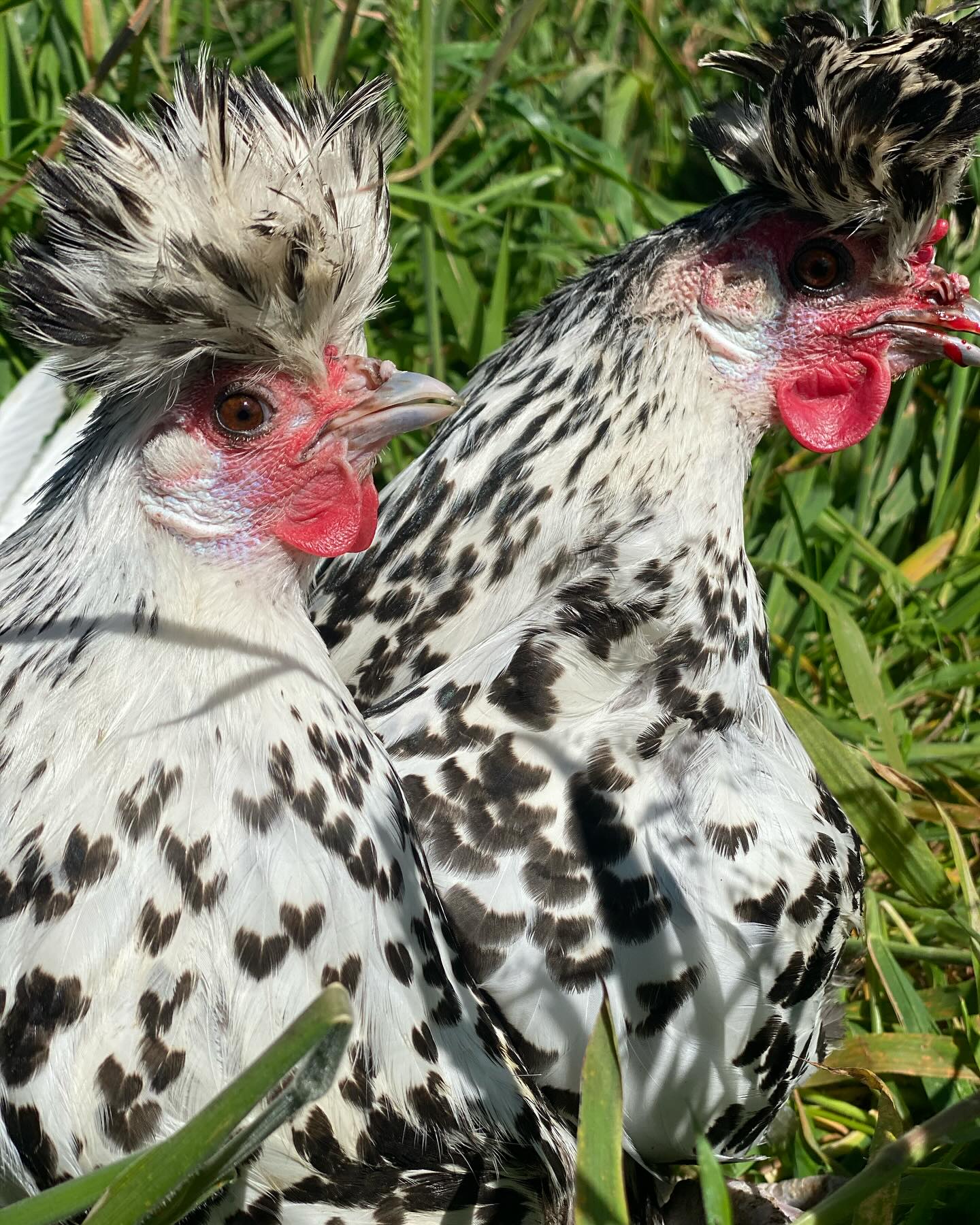 Happy Saturday Folks! 🐔 We have... - Cockerel House Poultry