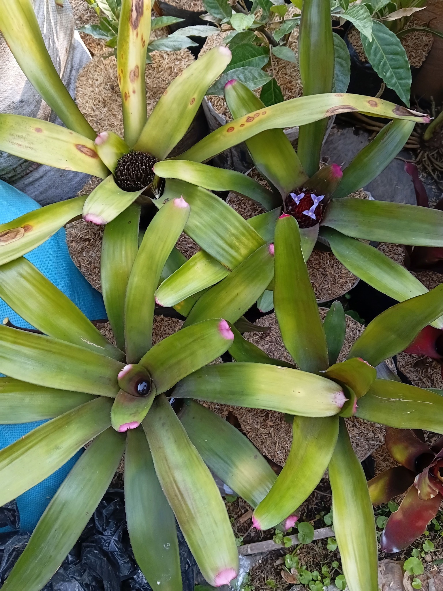 Tillandsia erici