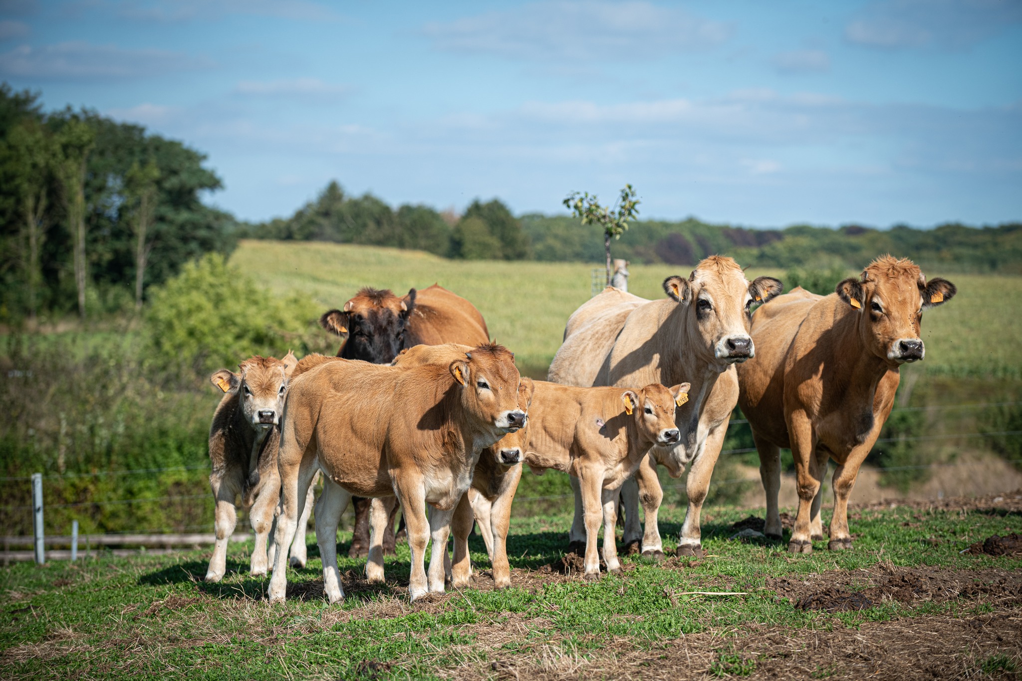 🐮 Onze wekelijkse openingsuren 🐮... - Hof Ter Veldeken Vossem | Facebook