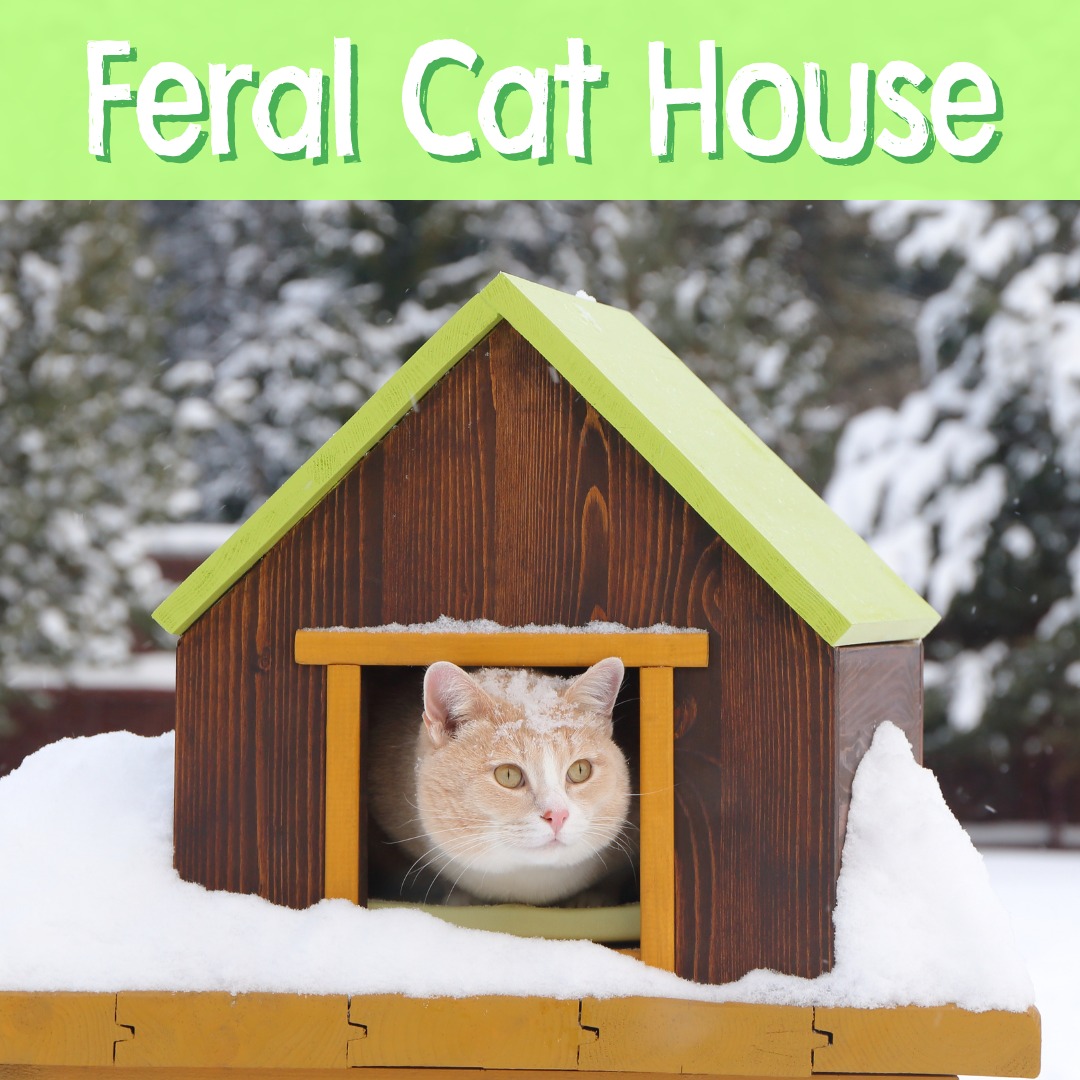 feral cat fish box house GDLF Solid Wood Outdoor Cat Shelter Ventilated for Summer Your kitty doesnt need a green thumb to get in on all this scratching fun A plea for Styrofoam boxes
