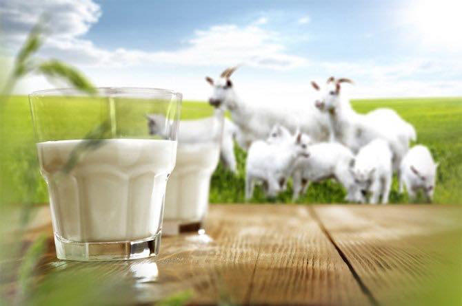 UK Farm Goat Milk - RaRa