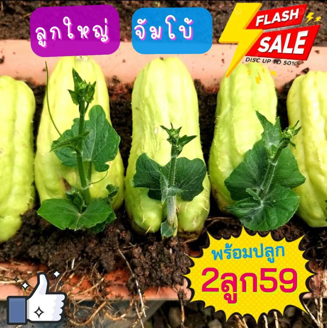ยาย หนูนิตร