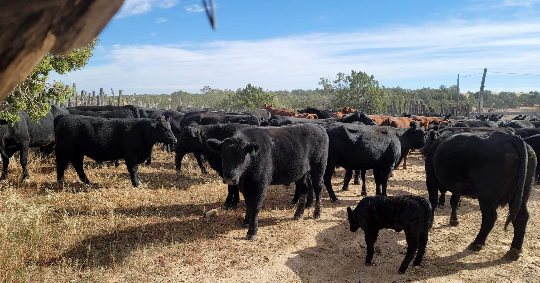 TX Ranch - Organic, Grassfed Beef | Clay Springs AZ