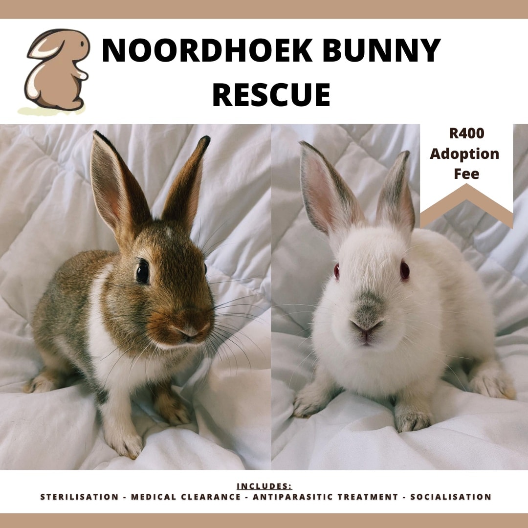 Noordhoek Bunny Rescue