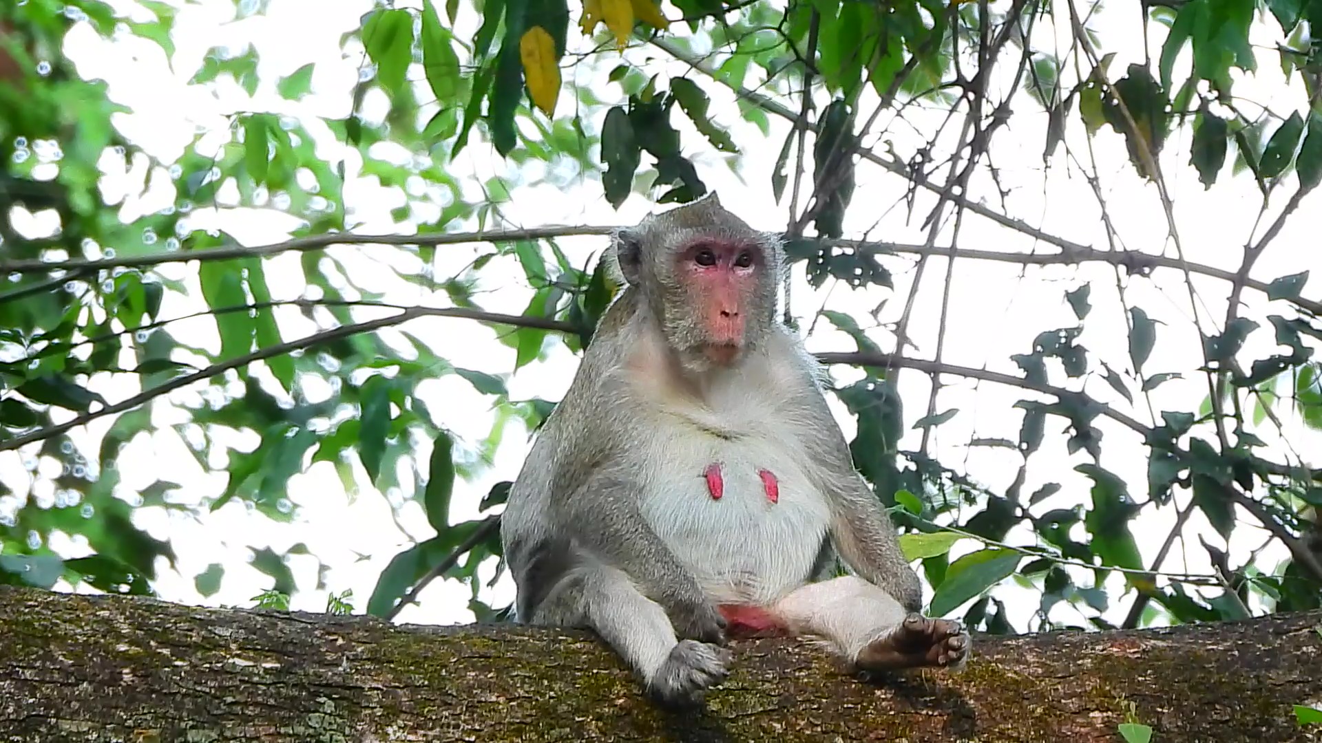 Monkey Topic on Reels | Facebook
