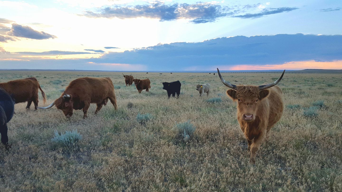 Diamond K Ranch Wyoming | Casper WY