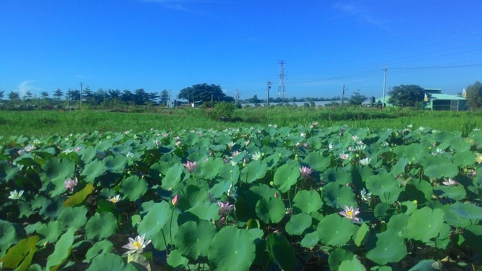 心是一畝田自然農場