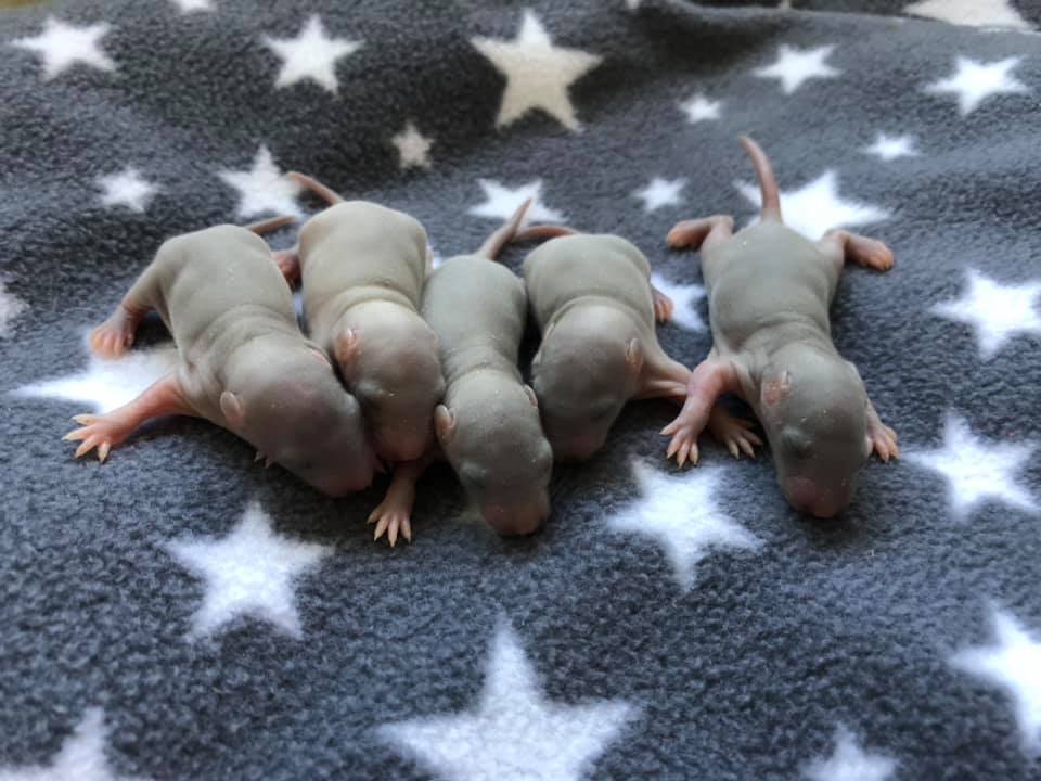 Tiny Toes and Tails Rattery... - Tiny Toes and Tails Rattery