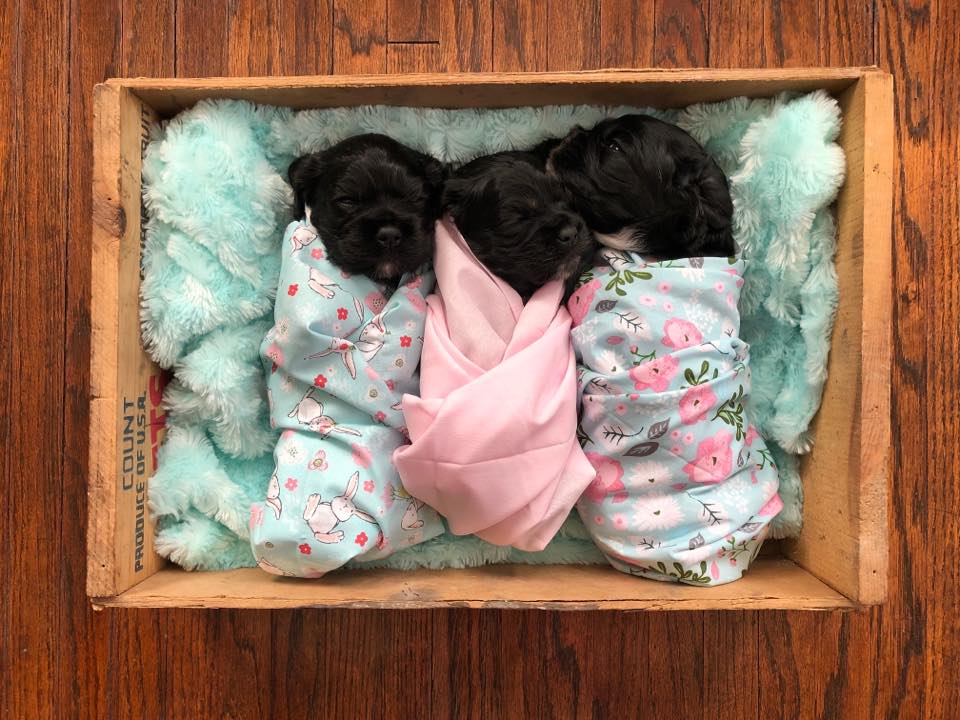 Sandy’s Cocker babies... - Foglesong Spring Creek Puppies | Facebook