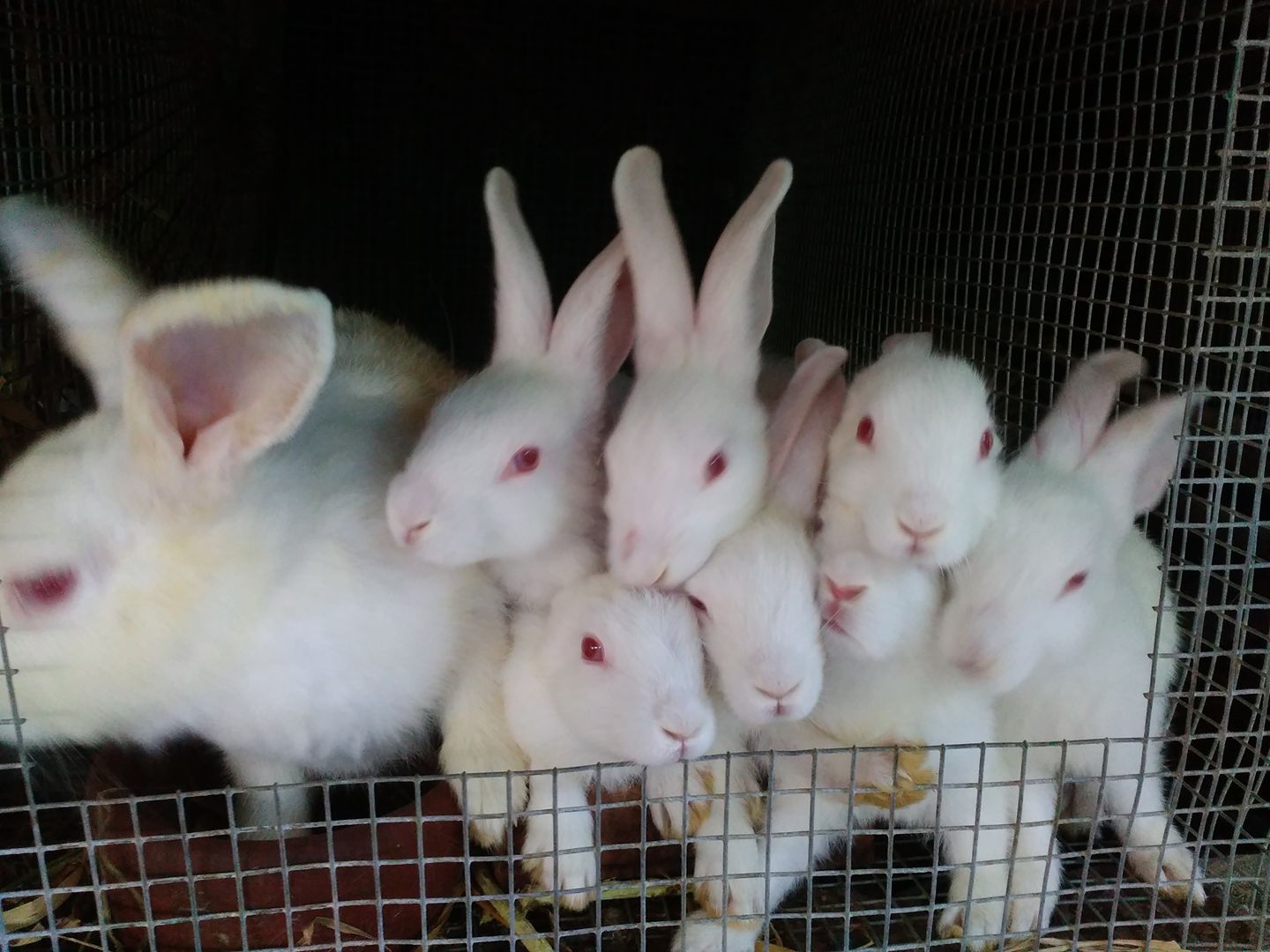 Elite Rabbits Ph added a new photo. - Elite Rabbits Ph